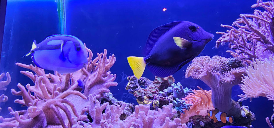 Birmingham Sealife Centre
