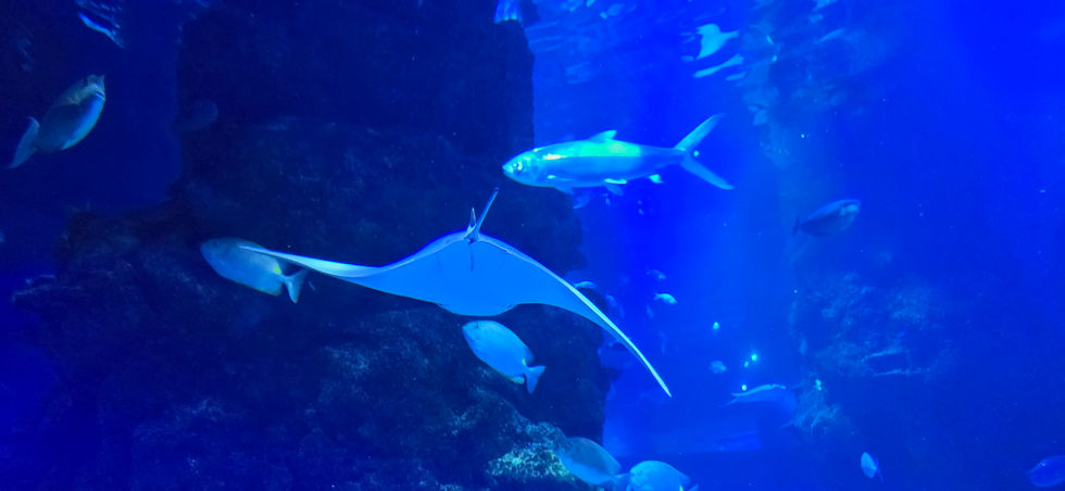 London Sealife Centre