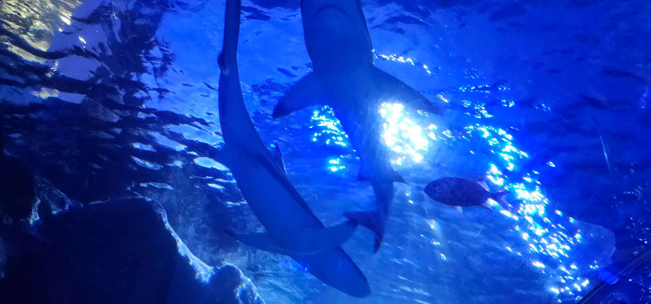 Birmingham Sealife Centre