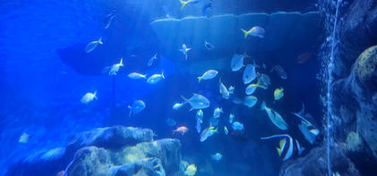 Birmingham Sealife Centre