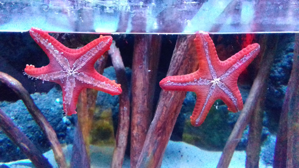 London Sealife Centre
