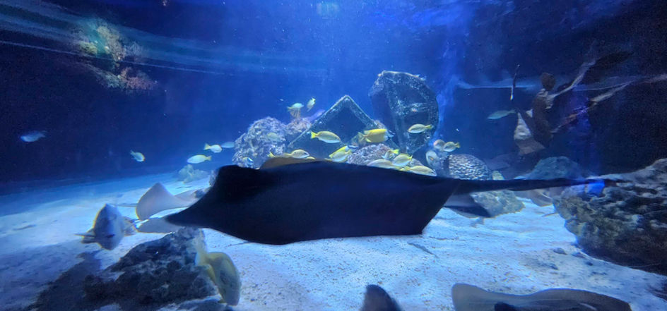 Birmingham Sealife Centre
