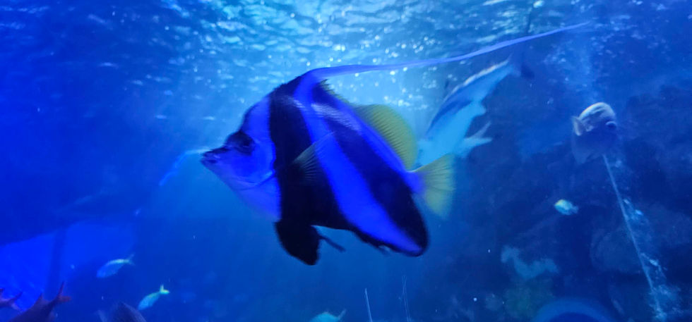 Birmingham Sealife Centre
