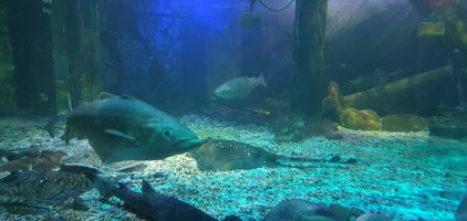 Blackpool Sealife Centre