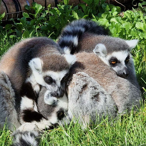 Wildheart Animal Sanctuary