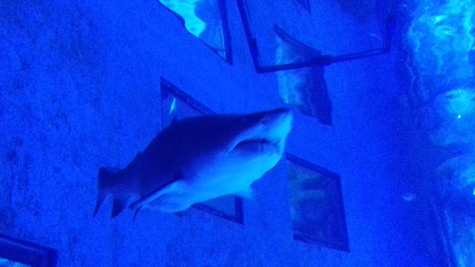 London Sealife Centre