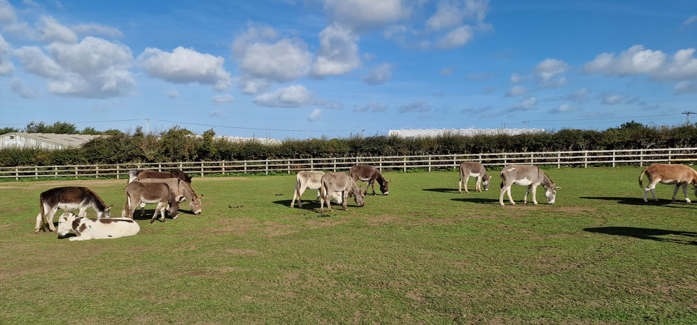 Isle of Wight Donkey Sanctuary