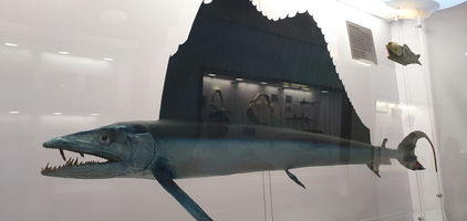 Natural History Museum