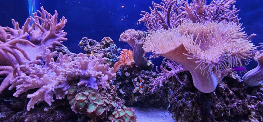 Birmingham Sealife Centre