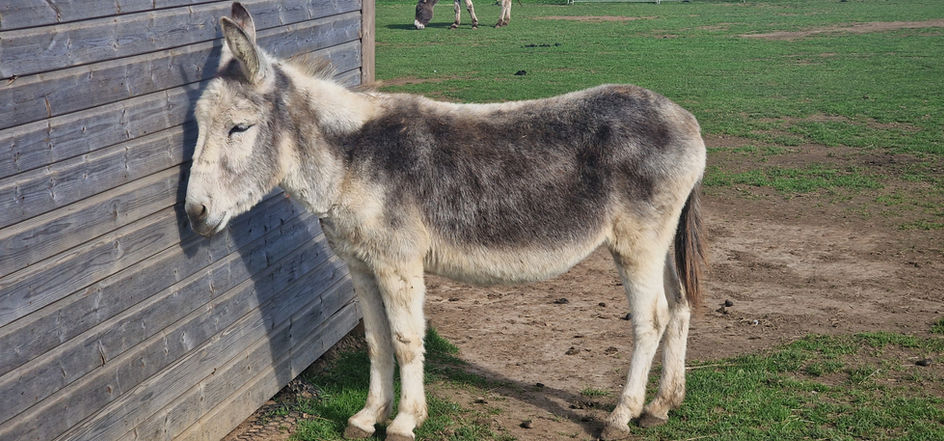 Isle of Wight Donkey Sanctuary