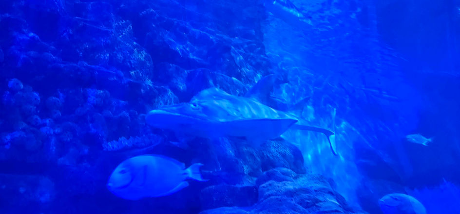 Birmingham Sealife Centre