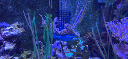 London Sealife Centre