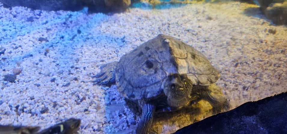 Blackpool Sealife Centre