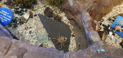 Blackpool Sealife Centre