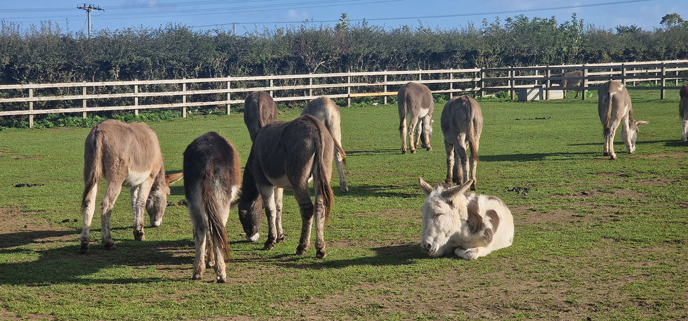 Isle of Wight Donkey Sanctuary