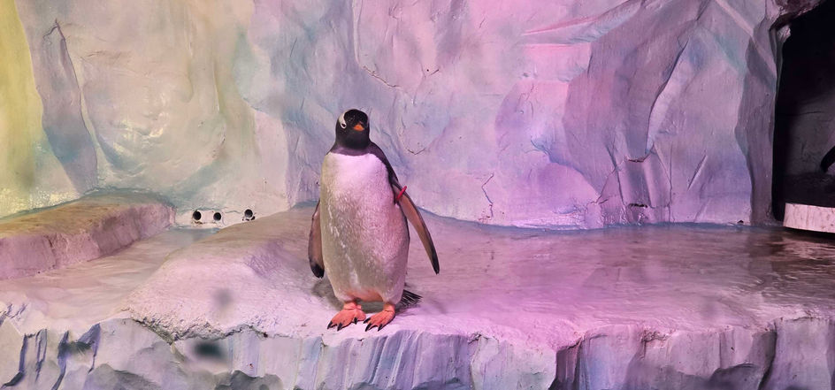 Birmingham Sealife Centre