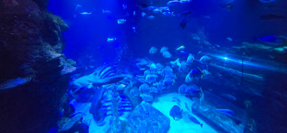 London Sealife Centre