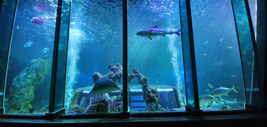 Blackpool Sealife Centre