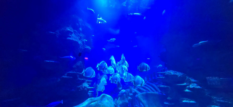 London Sealife Centre