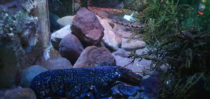 Blackpool Sealife Centre