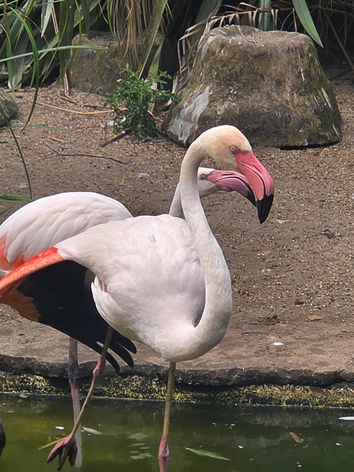 Amazon World Zoo Park
