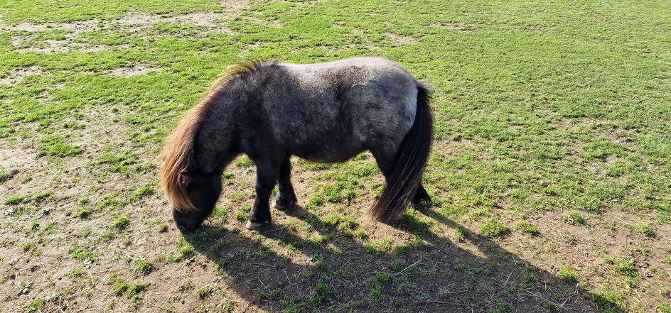 Isle of Wight Donkey Sanctuary