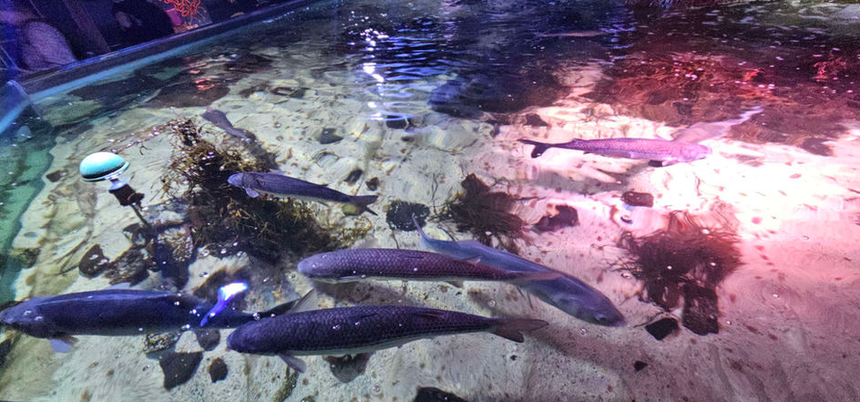 Birmingham Sealife Centre