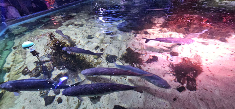 Birmingham Sealife Centre