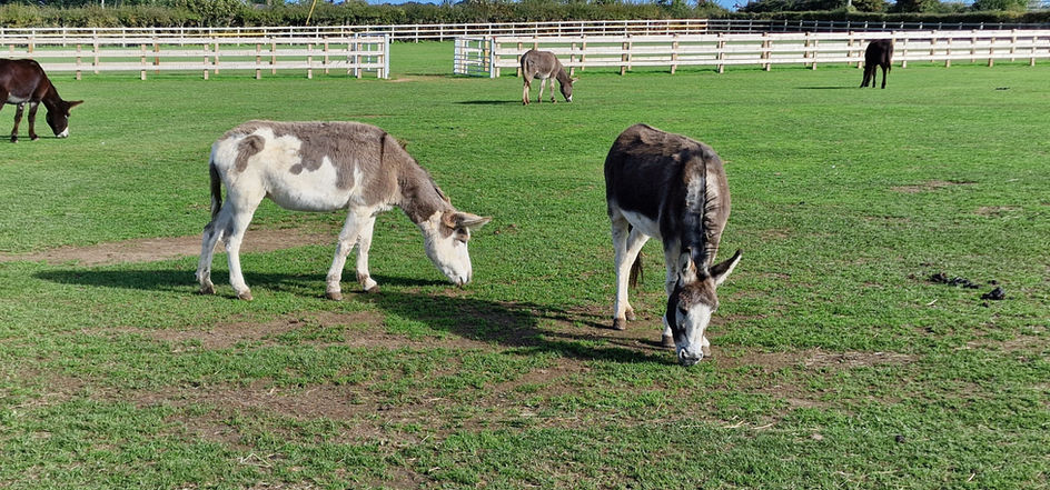 Isle of Wight Donkey Sanctuary