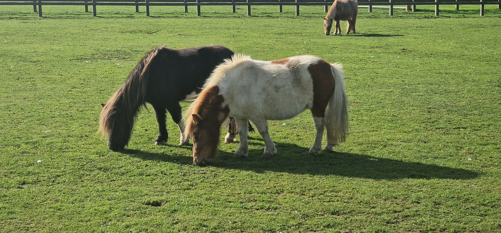 Isle of Wight Donkey Sanctuary