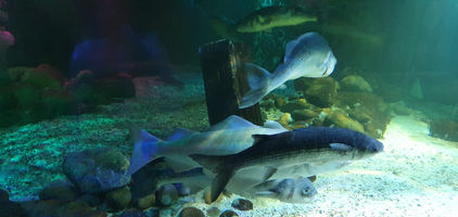 Blackpool Sealife Centre