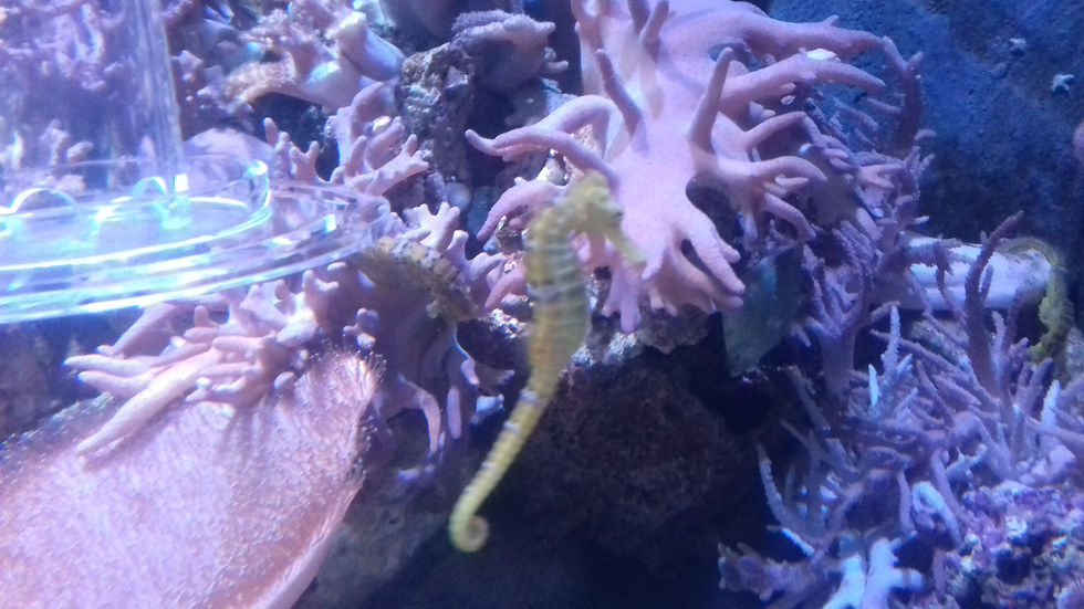 London Sealife Centre