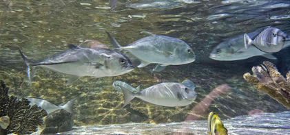 Birmingham Sealife Centre