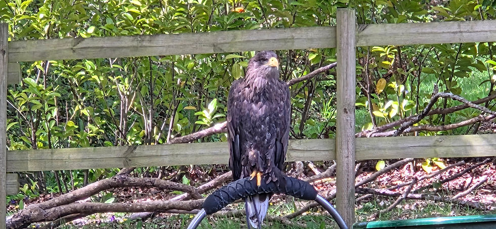 Robin Hill Falconry