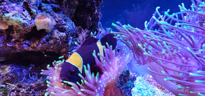 Birmingham Sealife Centre