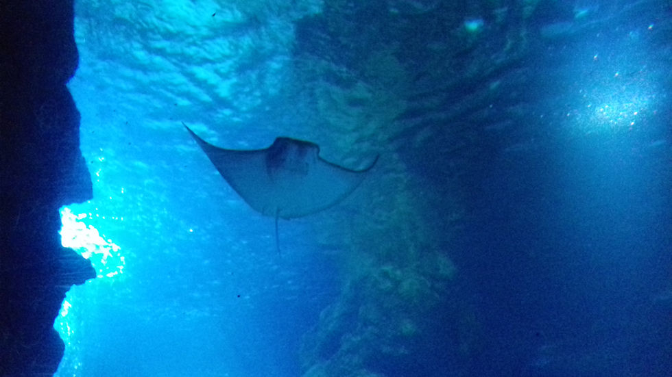 London Sealife Centre