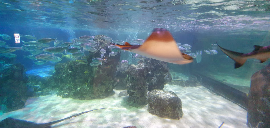 Blackpool Sealife Centre