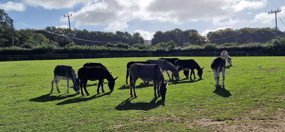 Isle of Wight Donkey Sanctuary
