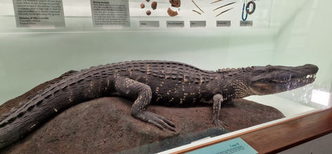 Natural History Museum
