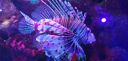 Blackpool Sealife Centre