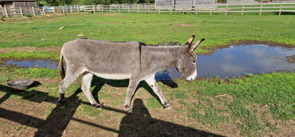 Isle of Wight Donkey Sanctuary
