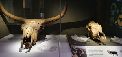 Natural History Museum