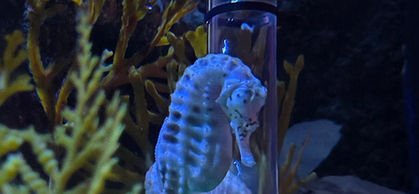 London Sealife Centre
