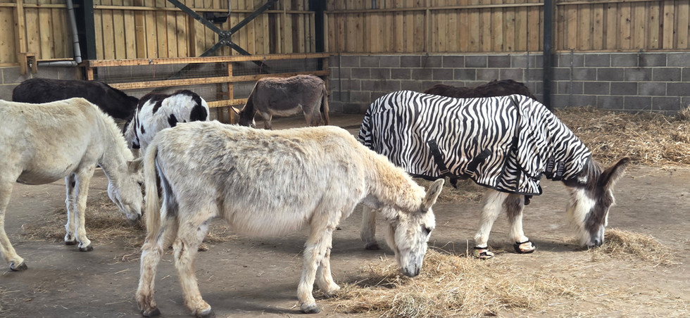 Isle of Wight Donkey Sanctuary