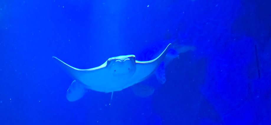 London Sealife Centre