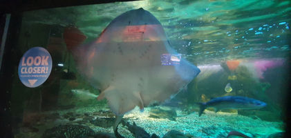 Blackpool Sealife Centre