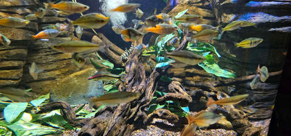 Birmingham Sealife Centre