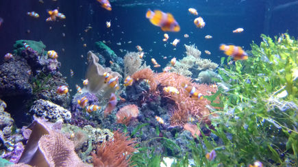 London Sealife Centre