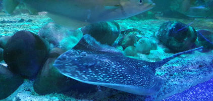 Blackpool Sealife Centre