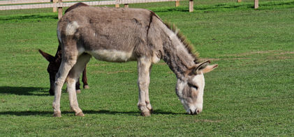 Isle of Wight Donkey Sanctuary
